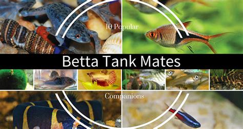 betta 10 gallon tank mates|betta fish companion small tank.